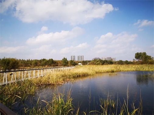 哈尔滨江北文化中心海绵湿地景观